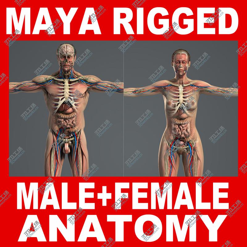 images/goods_img/20210113/MAYA RIGGED Male and Female Anatomy Complete Pack (Textured)/1.jpg